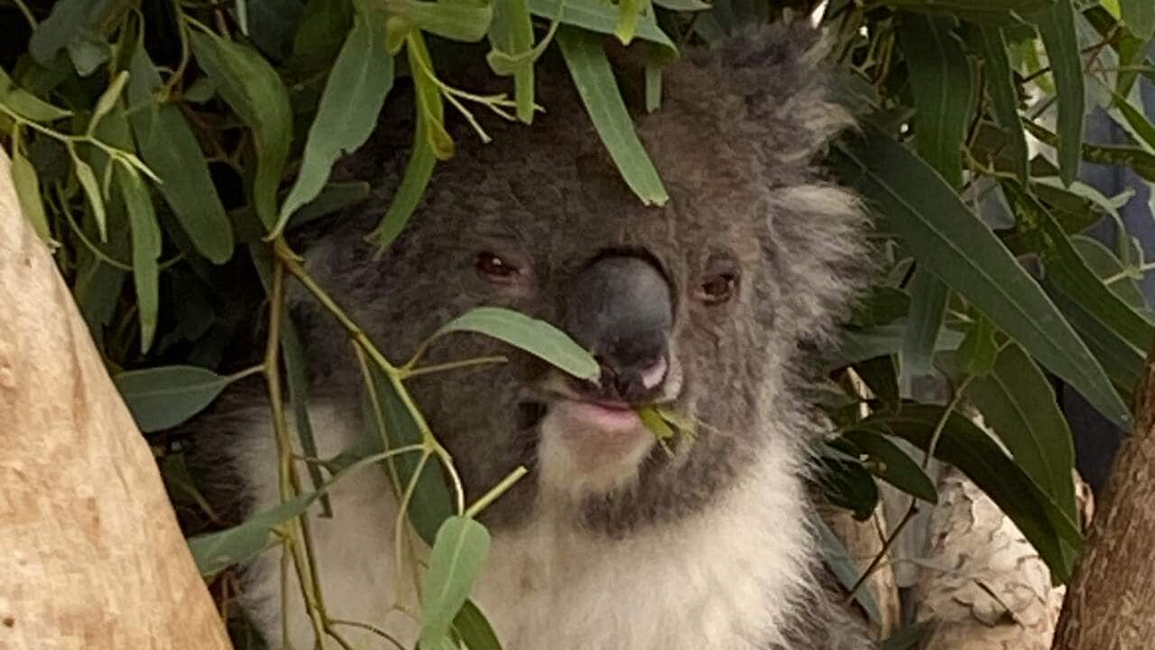 Koala in Südaustralien Copyright Barbara Barkhausen.jpg