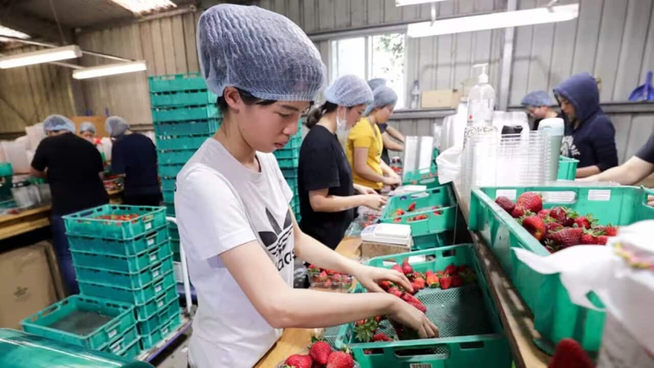 Farming AAP.jpg