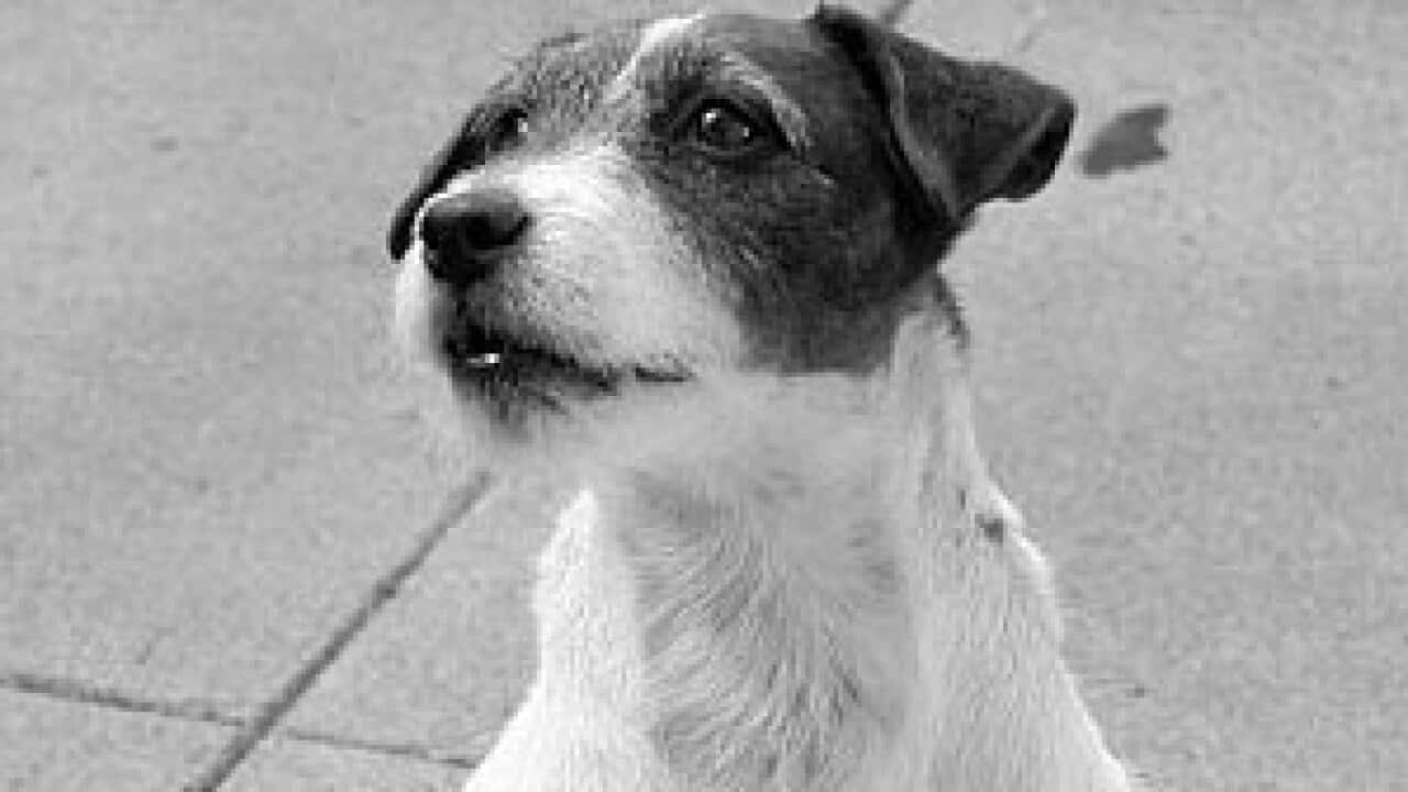 Uggie_301_2112199561