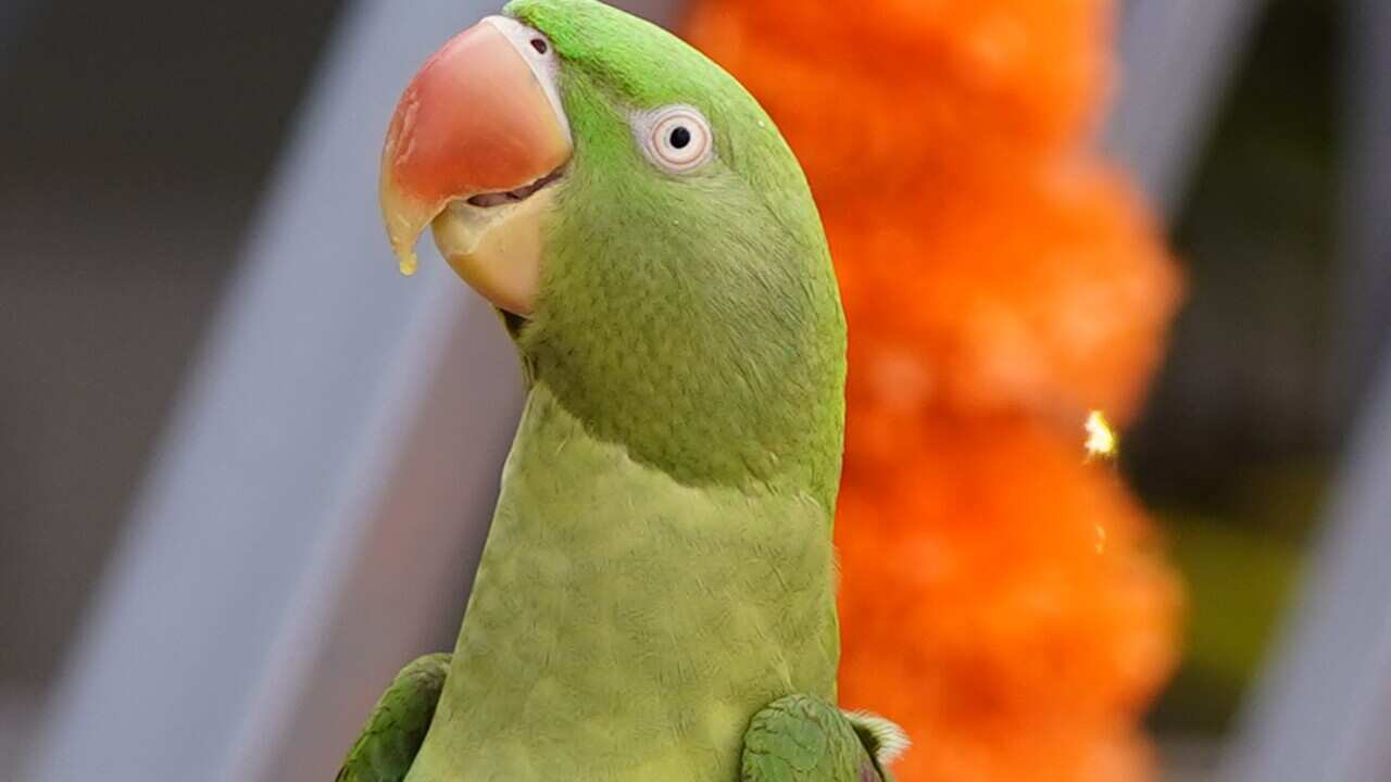 Alexandrian Parakeet - India