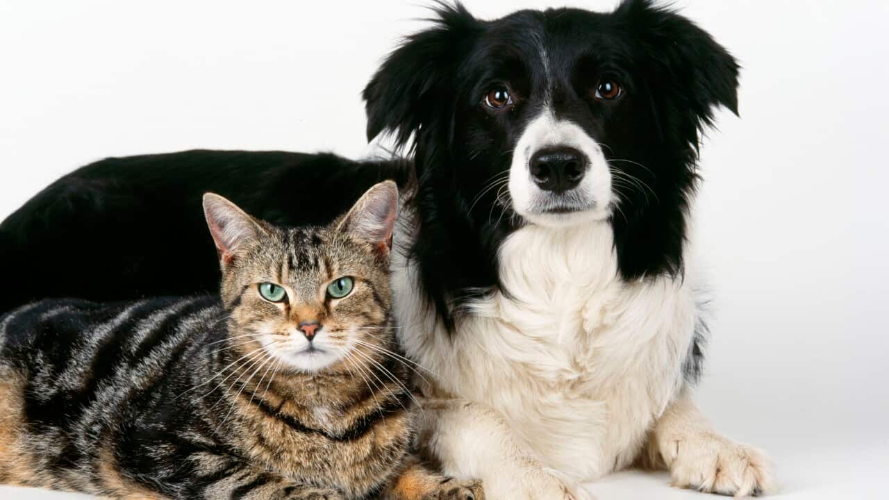 CAT - Tabby with Border Collie