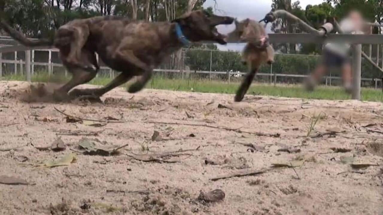 A greyhound chasing a live possum during training.