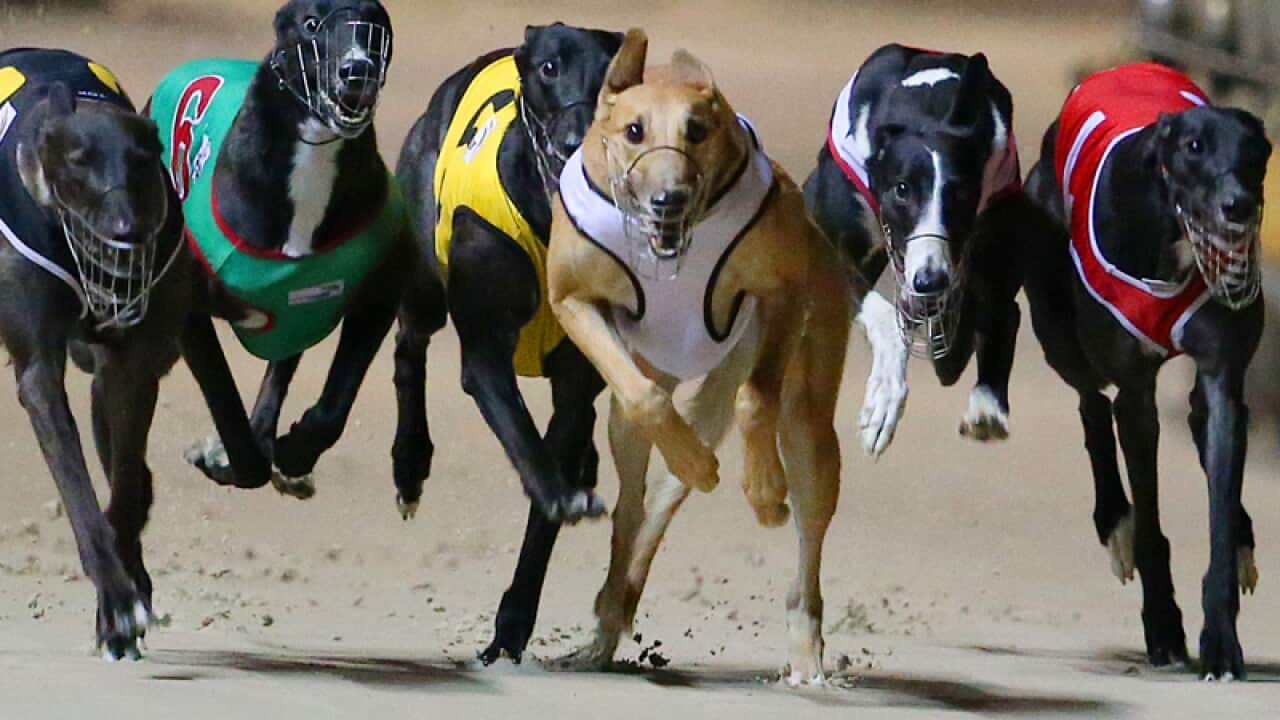 Greyhound dogs race