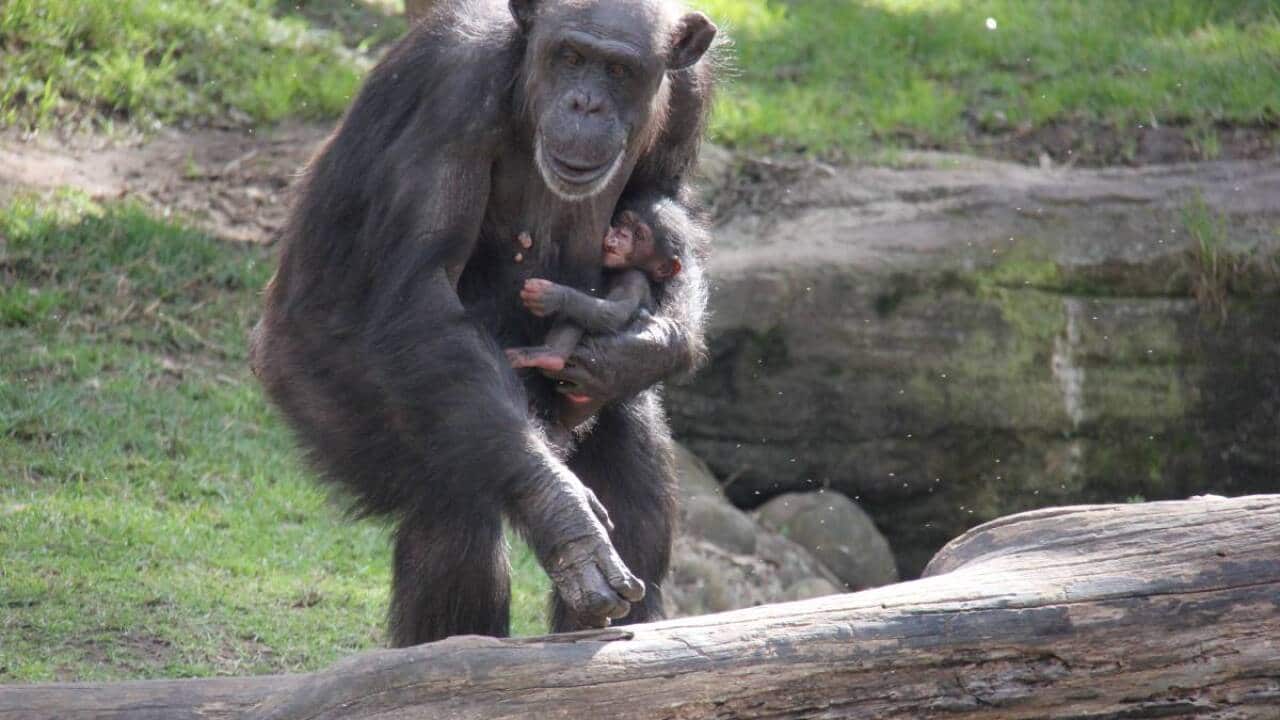chimp_lisas_baby.jpg