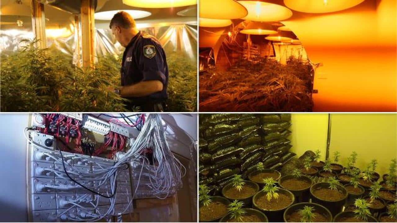 Police raid cannabis operation