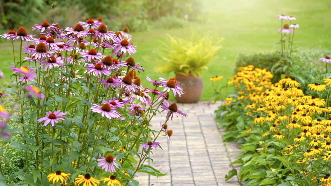 Beautiful summer garden flower border with Echinacea purpurea, Rudbeckia yellow coneflowers