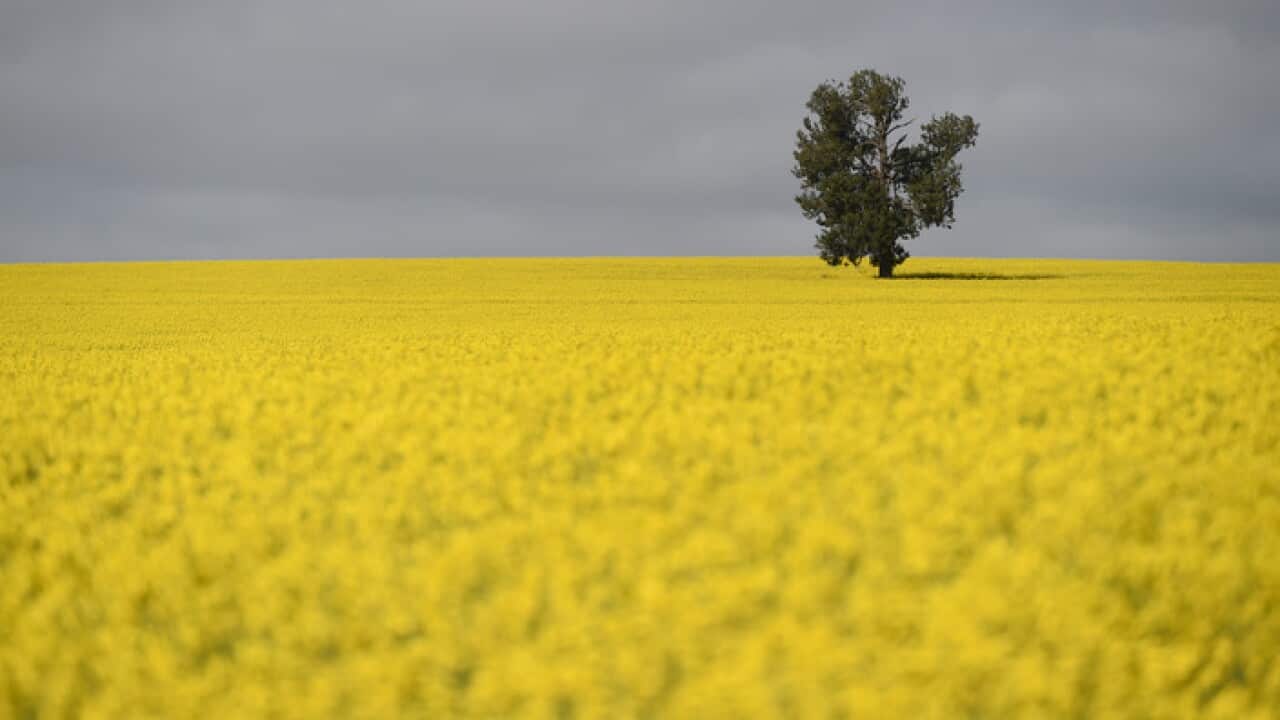 A single tree is seen within a Canola field in the NSW Riverina area near Lockhart, 80km west of Wagga Wagga, Wednesday, Sept. 10, 2014. (AAP Image/Lukas Coch) NO ARCHIVING
