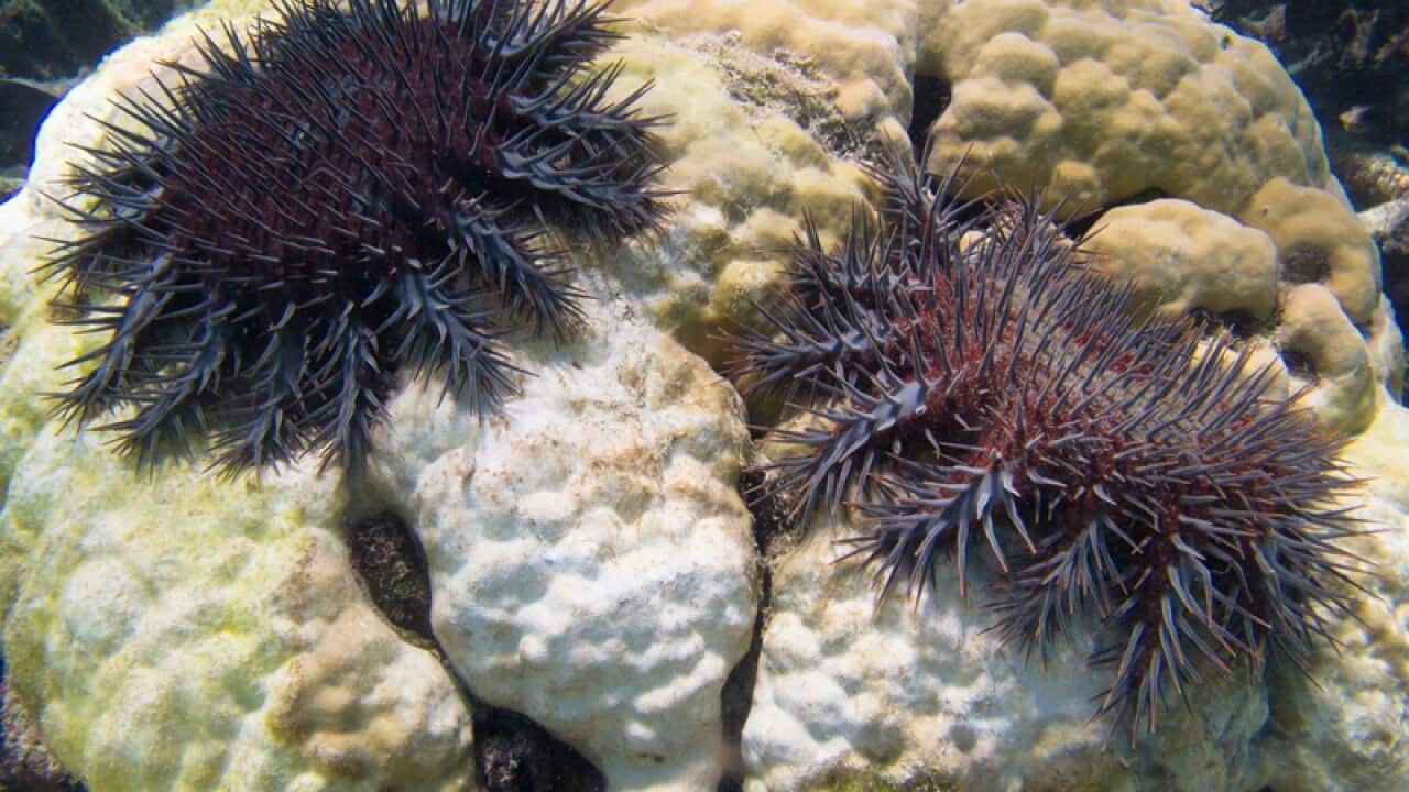 Crown-of-thorns starfish.