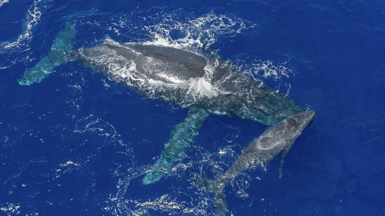 Niue Ocean Sponsorship