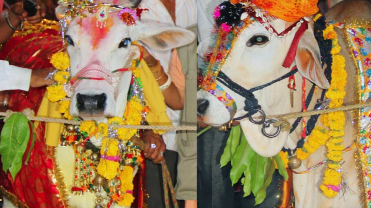 cow, bull, wedding, gujarat