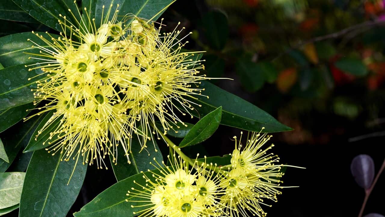 Xanthostemon chrysanthus