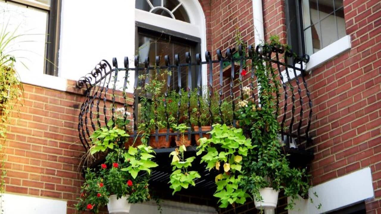 Six plants you can grow in a hot and sunny balcony SBS Maltese