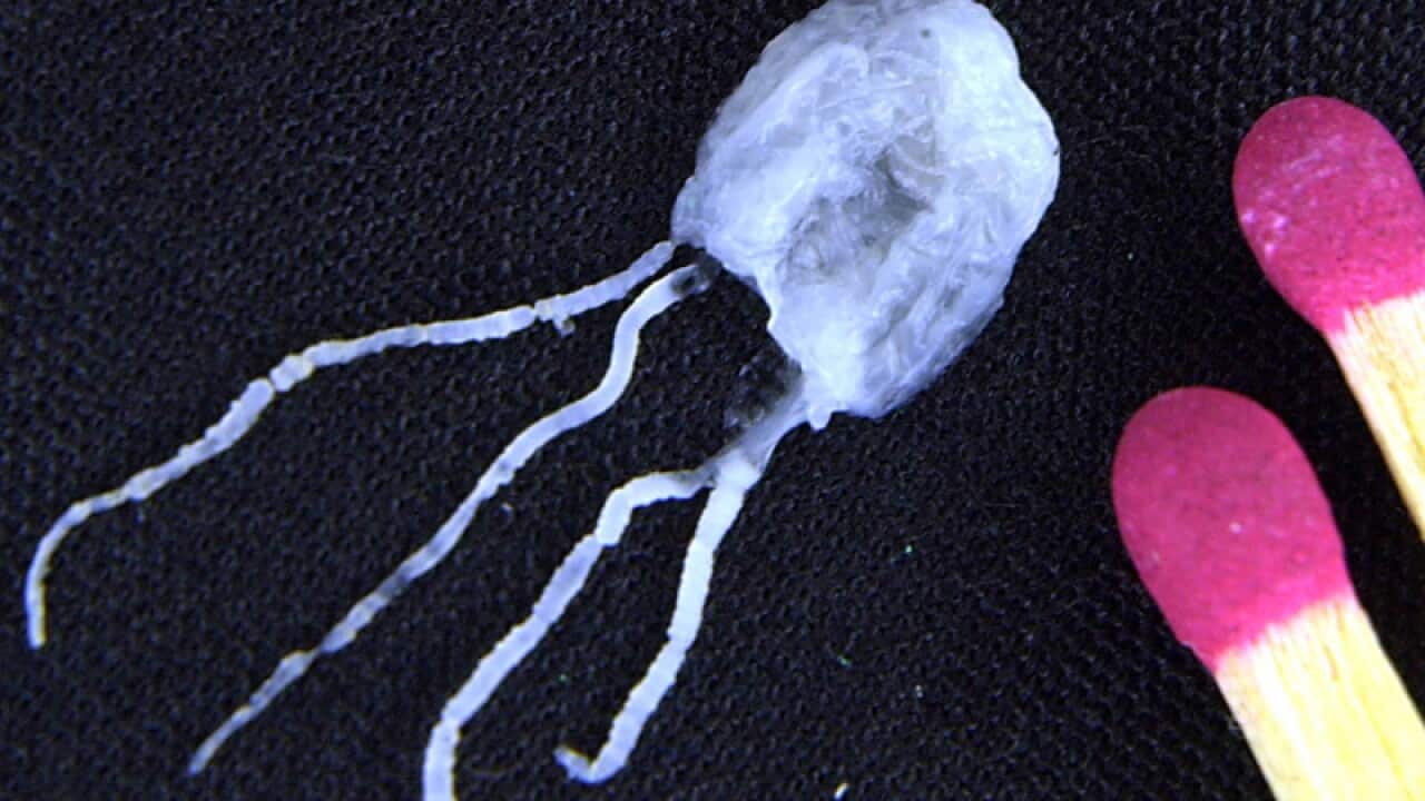 A tiny but fully grown deadly Irukandji jellyfish, Cairns
