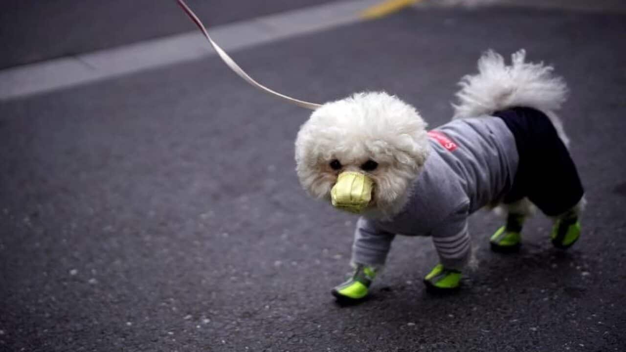 A dog donned a face mask on a walk in Shanghai on Monday.