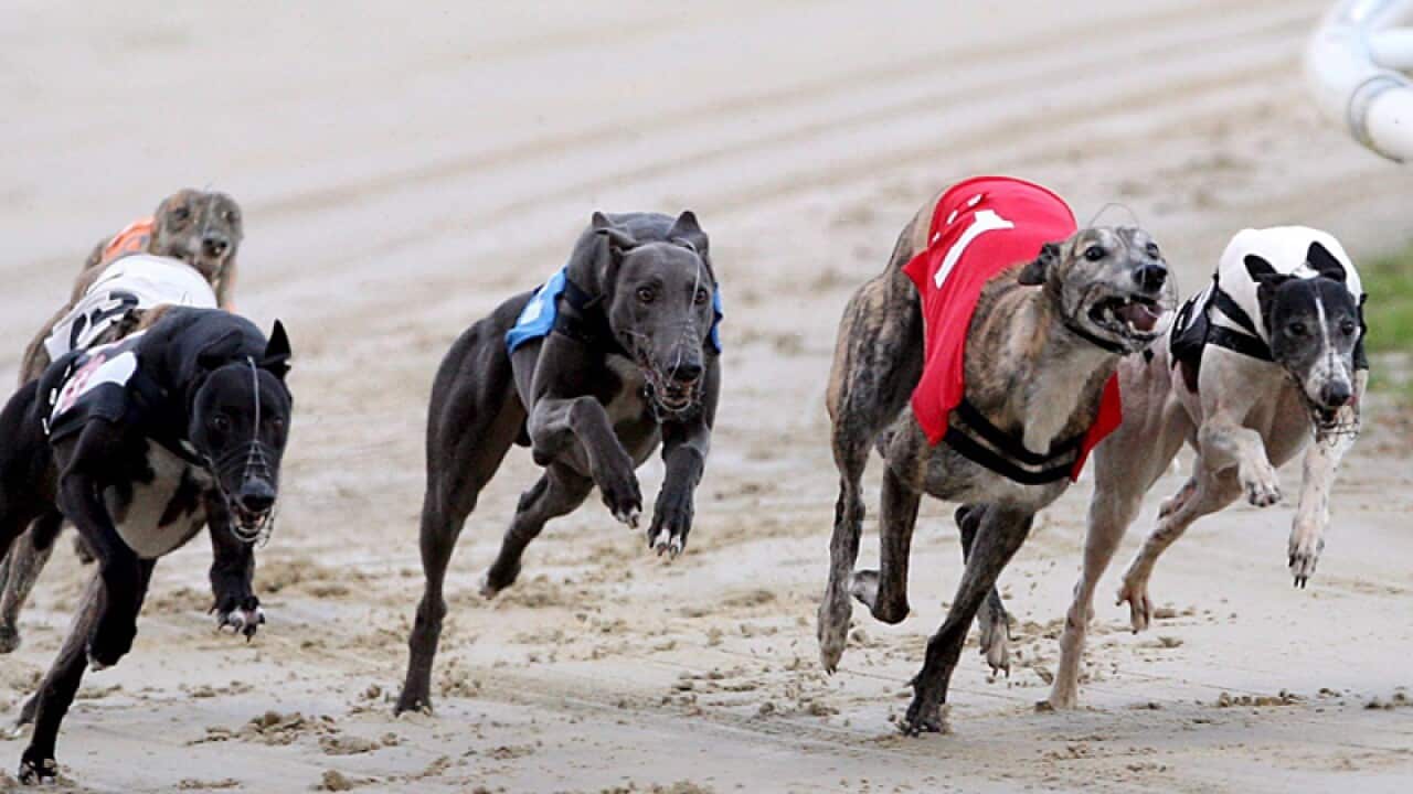 Greyhound dogs racing