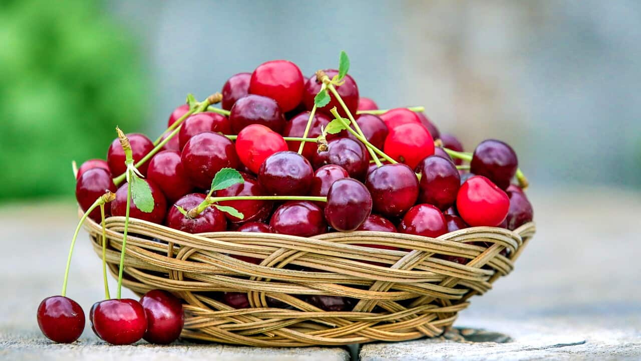 Mùa hè này đi hái cherry ở đâu tại Melbourne? | SBS Vietnamese