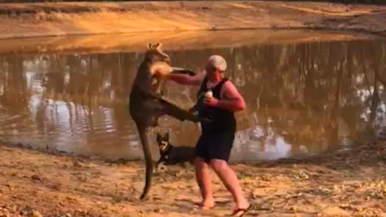 Mr Tuohey trying to defend Kangaroo attack