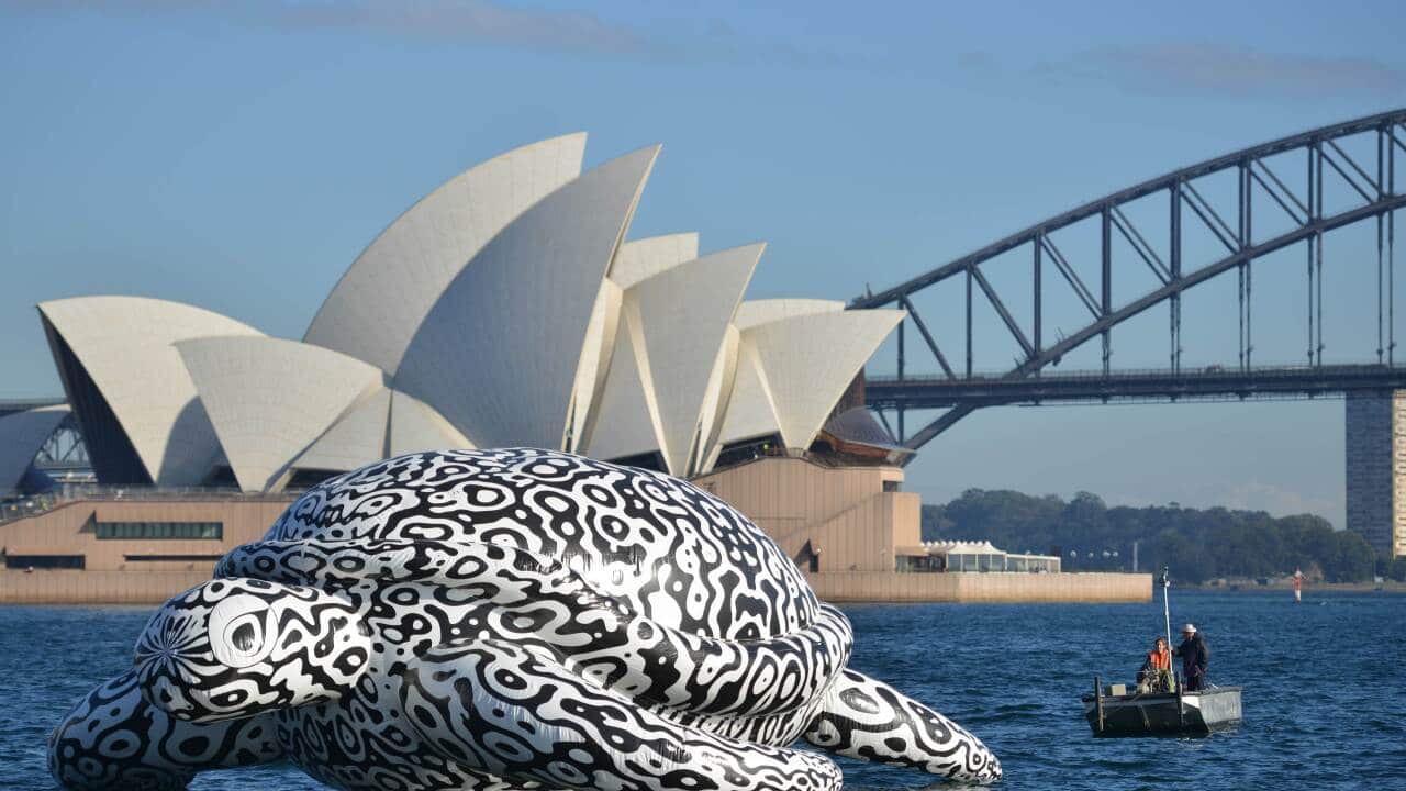 Giant turtle on Sydney Harbour