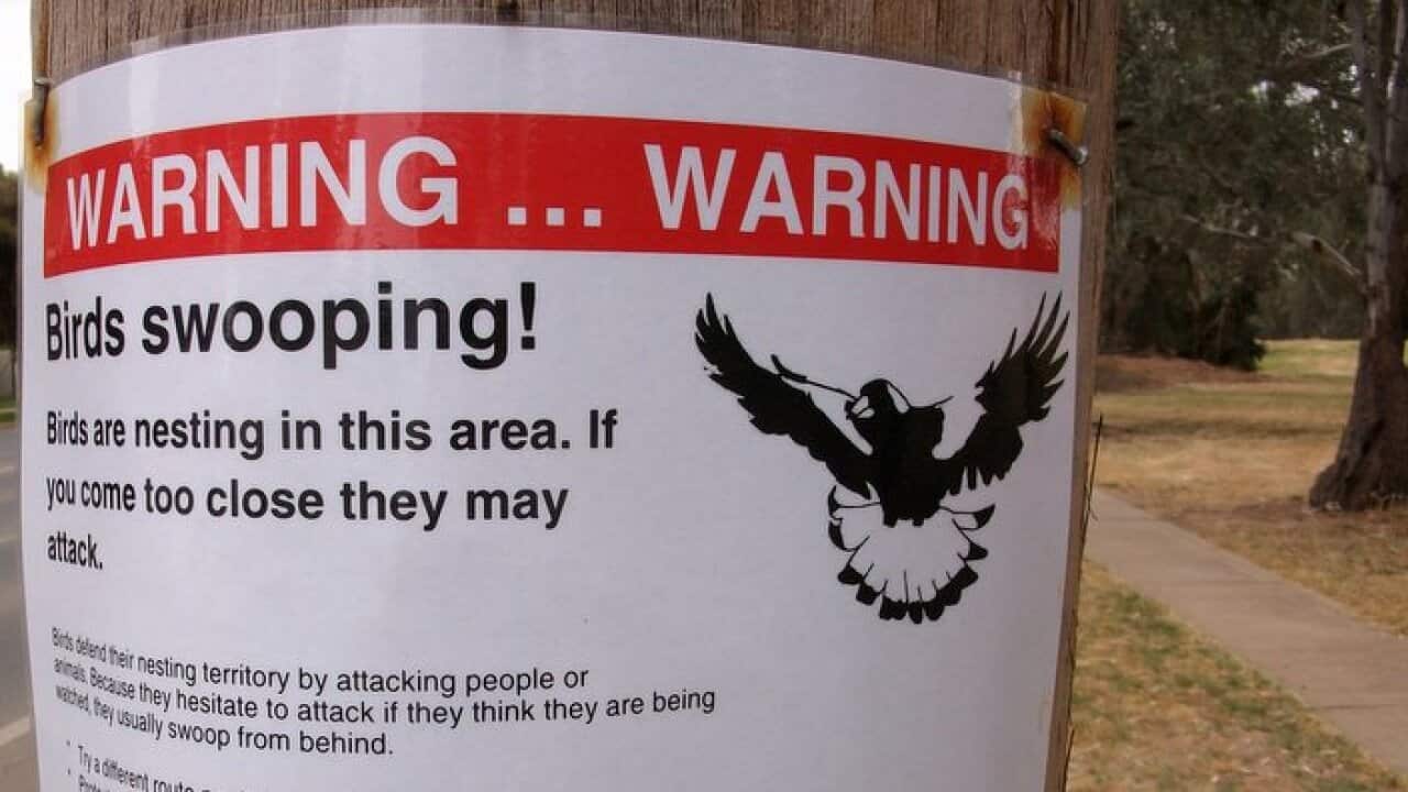 A  warning sign on Bird swooping 