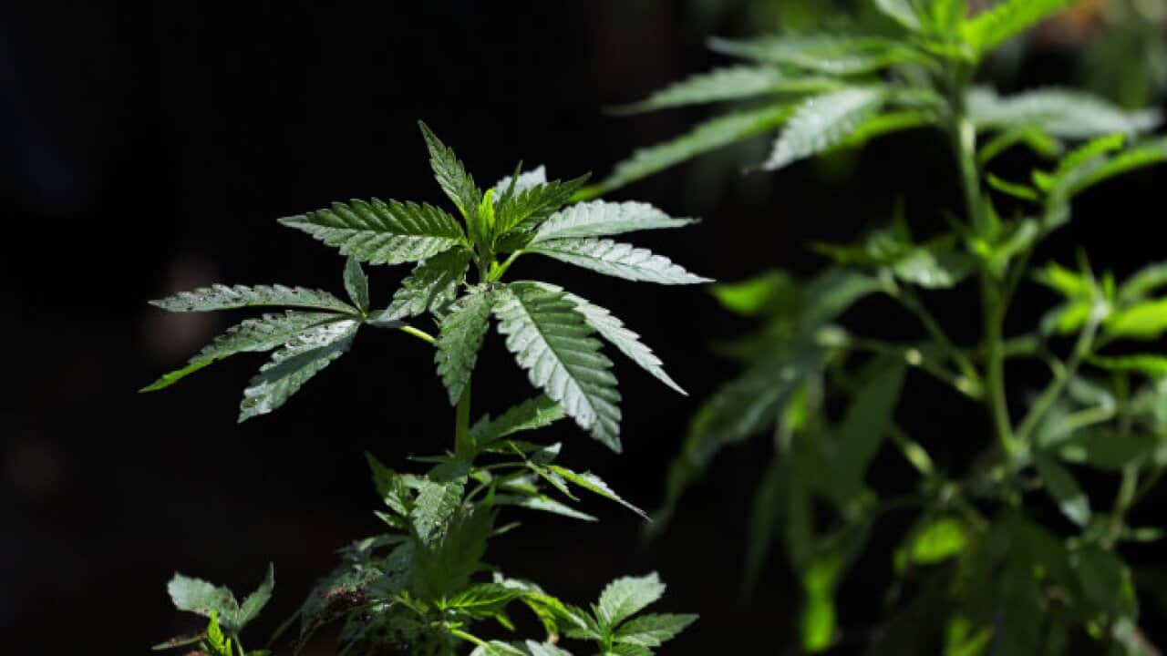 Cannabis