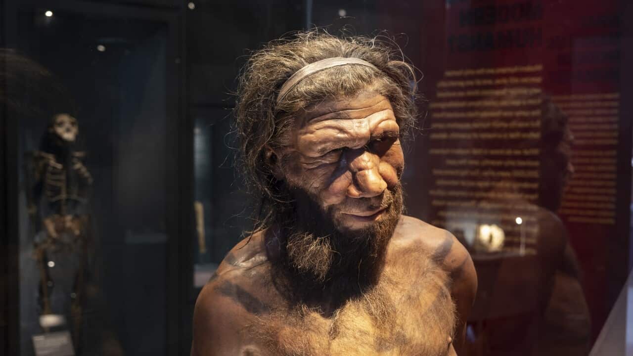 Neanderthal man on exhibit at the Natural History Museum in London (Getty)