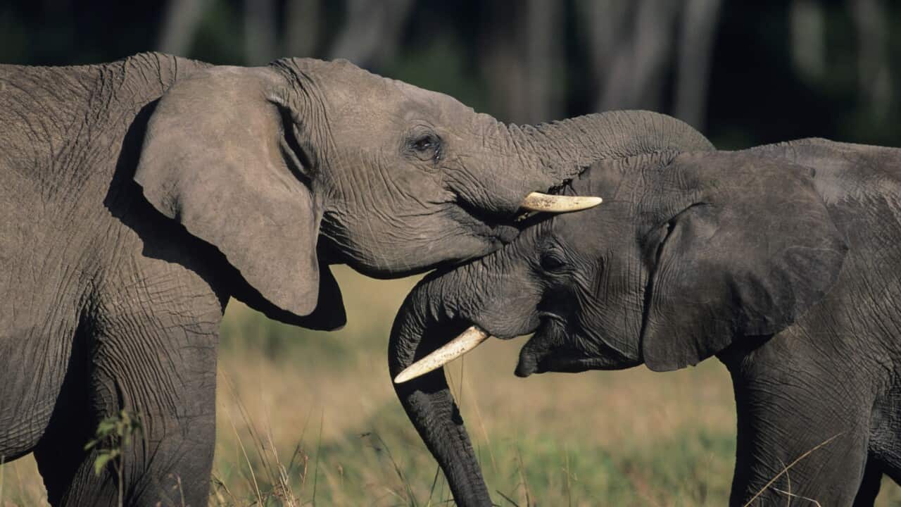 An elephant rubbing his trunk on another elephant as they stand face to face.