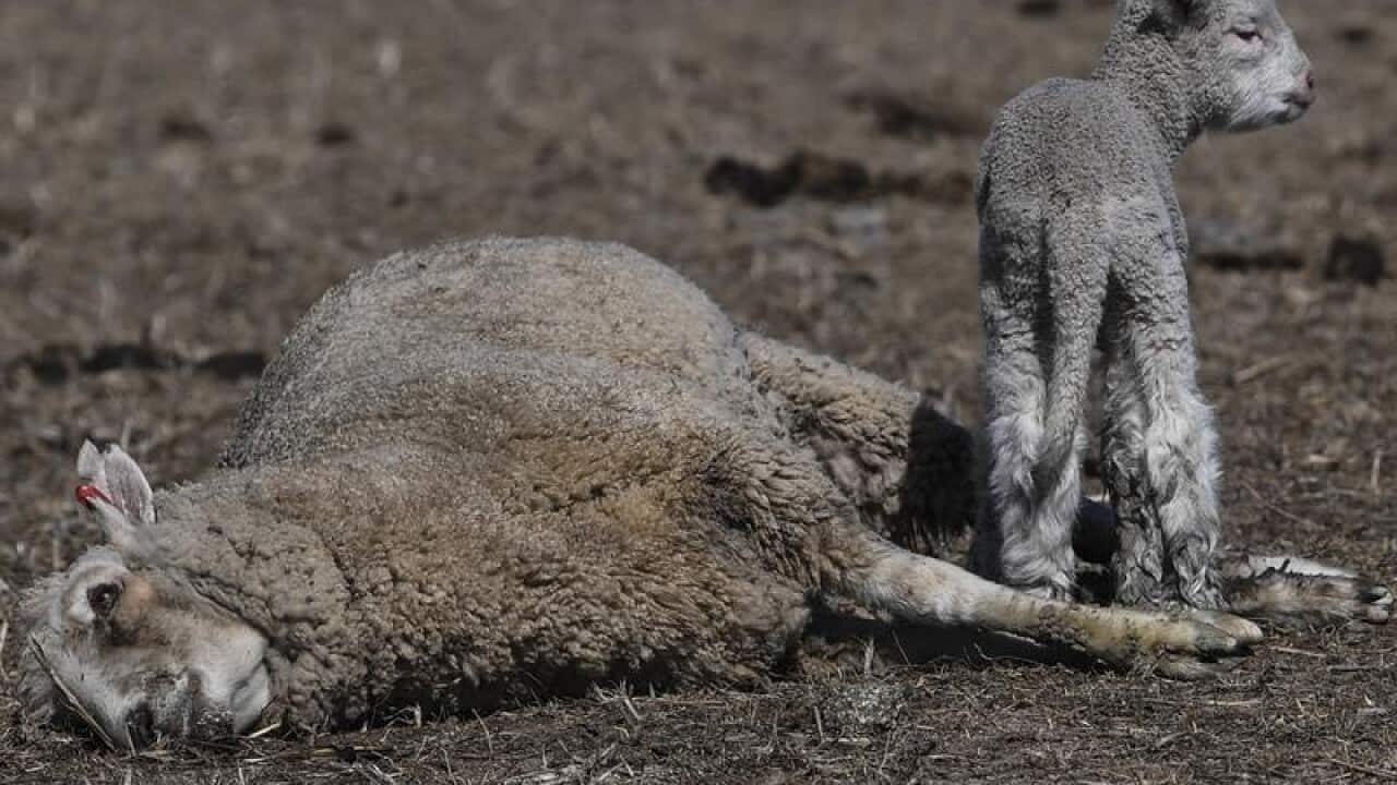A lamb is seen standing next to its dead mother