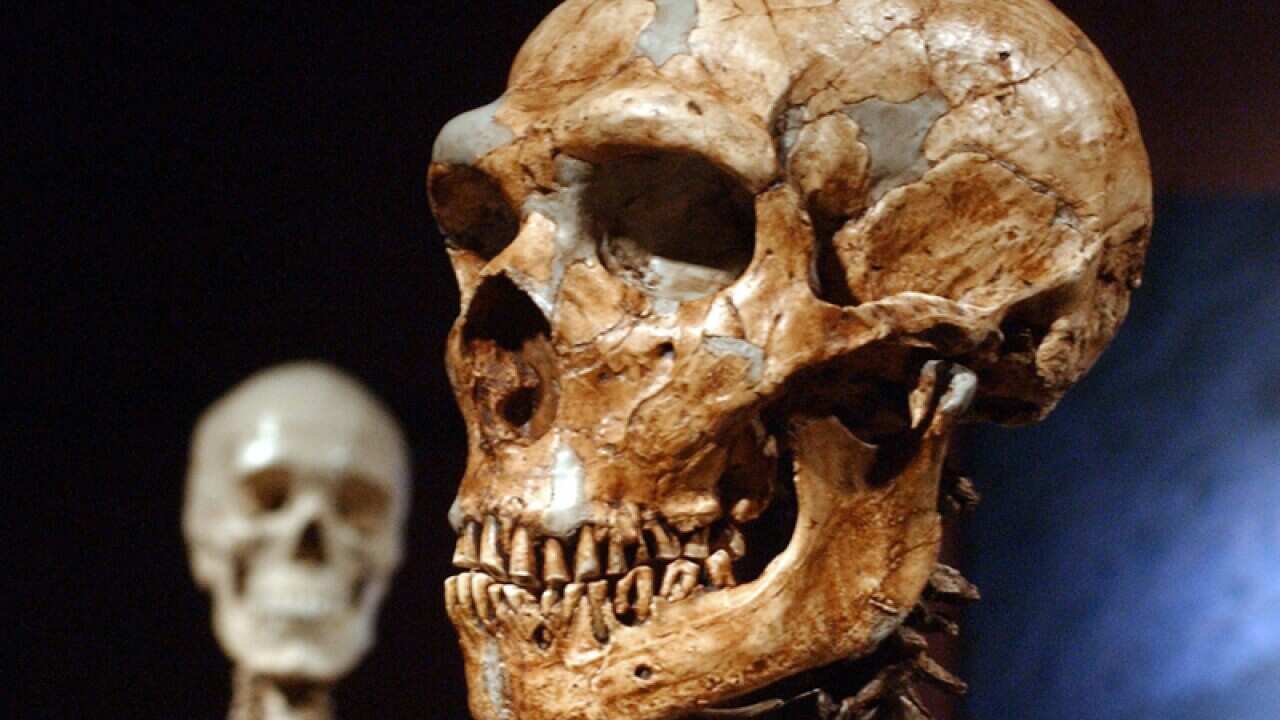 A reconstructed Neanderthal skeleton