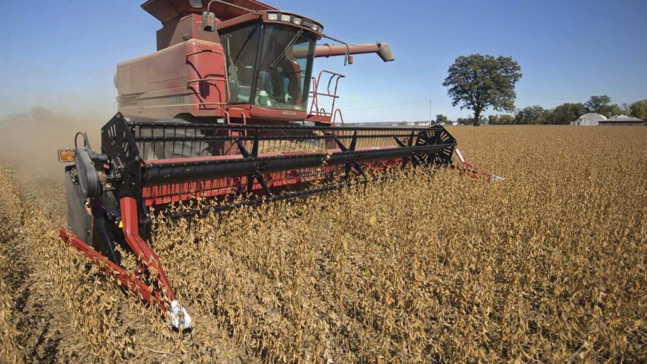 Soy Bean Harvest