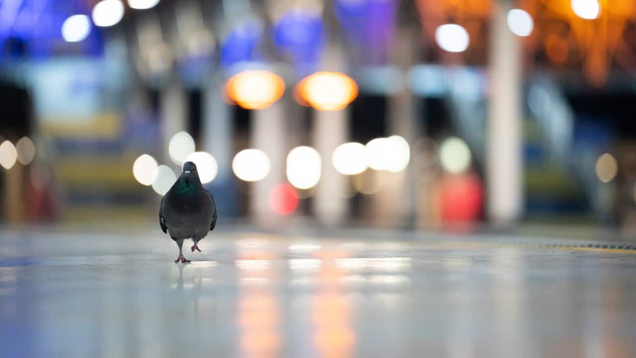 Only pigeons on the empty platforms at strike-hit Paddington station in London