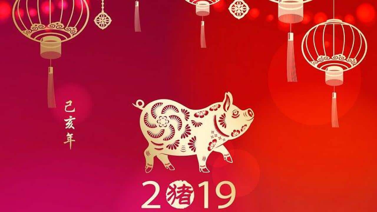 Celebrate Chinese New Year with Pig