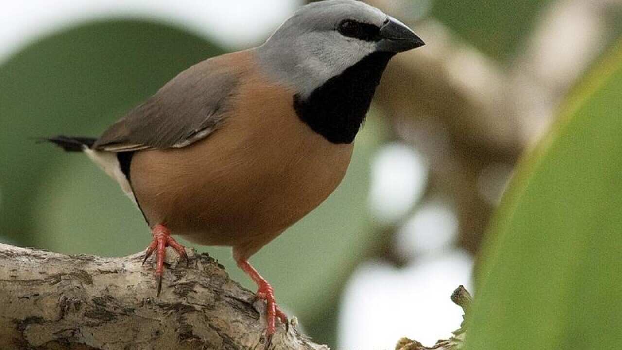 Black-throated finch