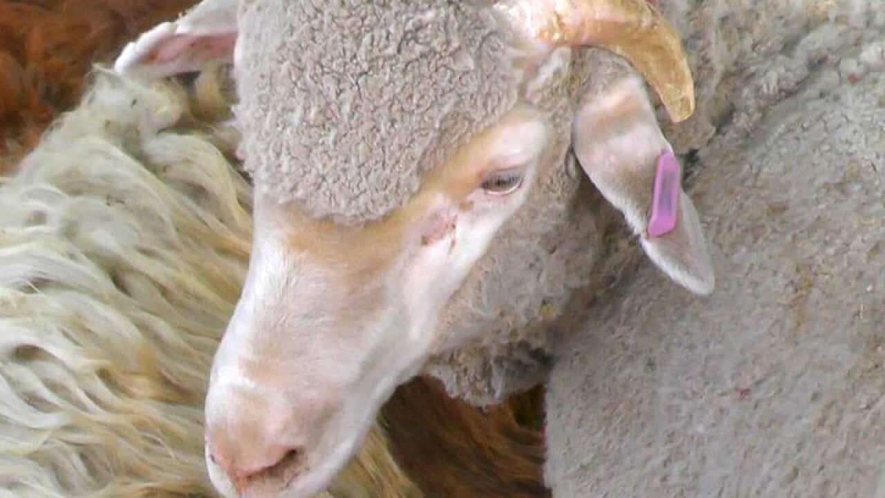 Up to 60,000 sheep have been left in limbo because of the ban.