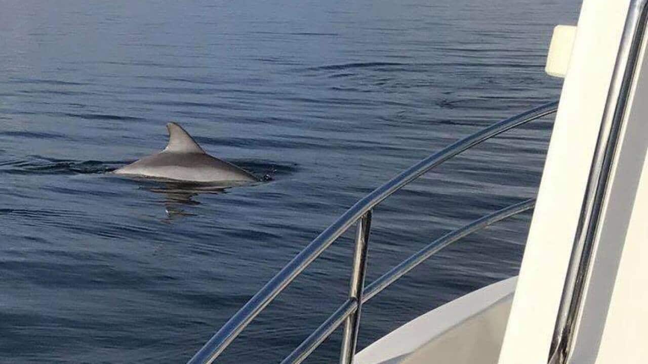 : One of Adelaide's river dolphins (SBS)
