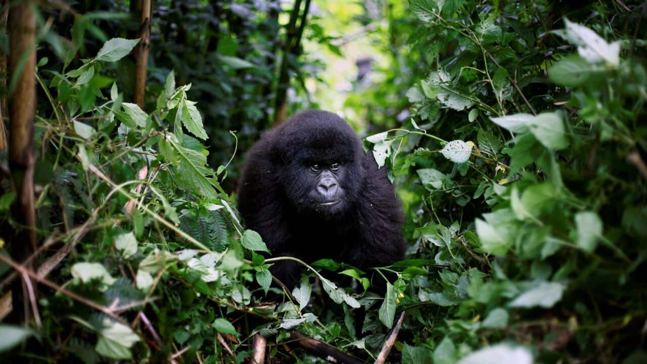 A young mountain gorilla is seen in the Virunga National Park in eastern Congo