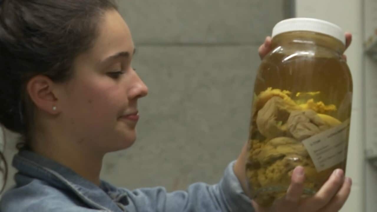 Budding taxonomist Claire Rowe inspects specimens at the Australian Museum