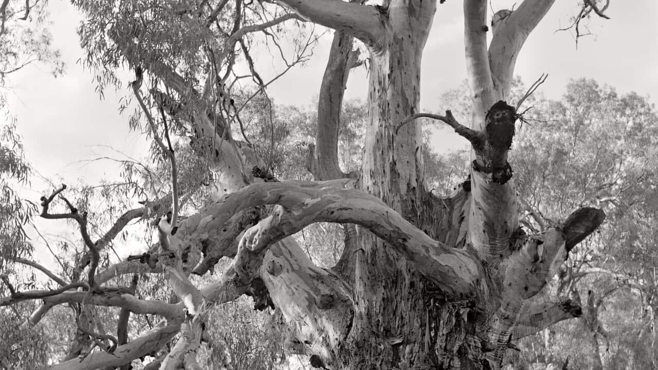 Nici Cumpston, Great-grandmother Barka 2020