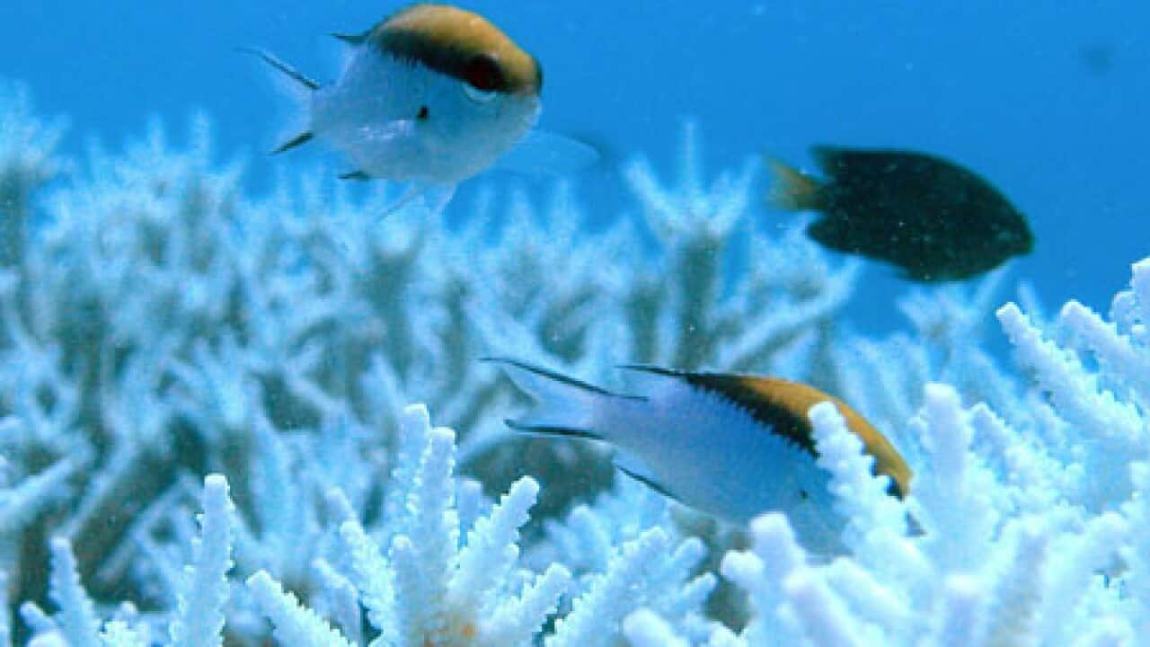 barrier_reef_091117_L_aap_7190208