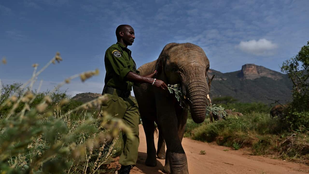 An elephant guardian walks with one of the orphan elephant calves in his care at Reteti Elephant Sanctuary in Namunyak Wildlife Conservancy, central Kenya.