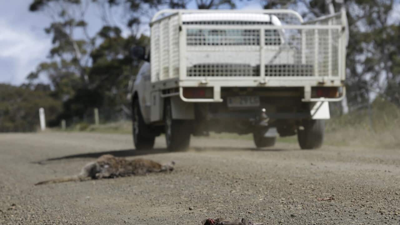 AUSTRALIA PHOTO ESSAY TASMANIA ANIMAL ROADKILL