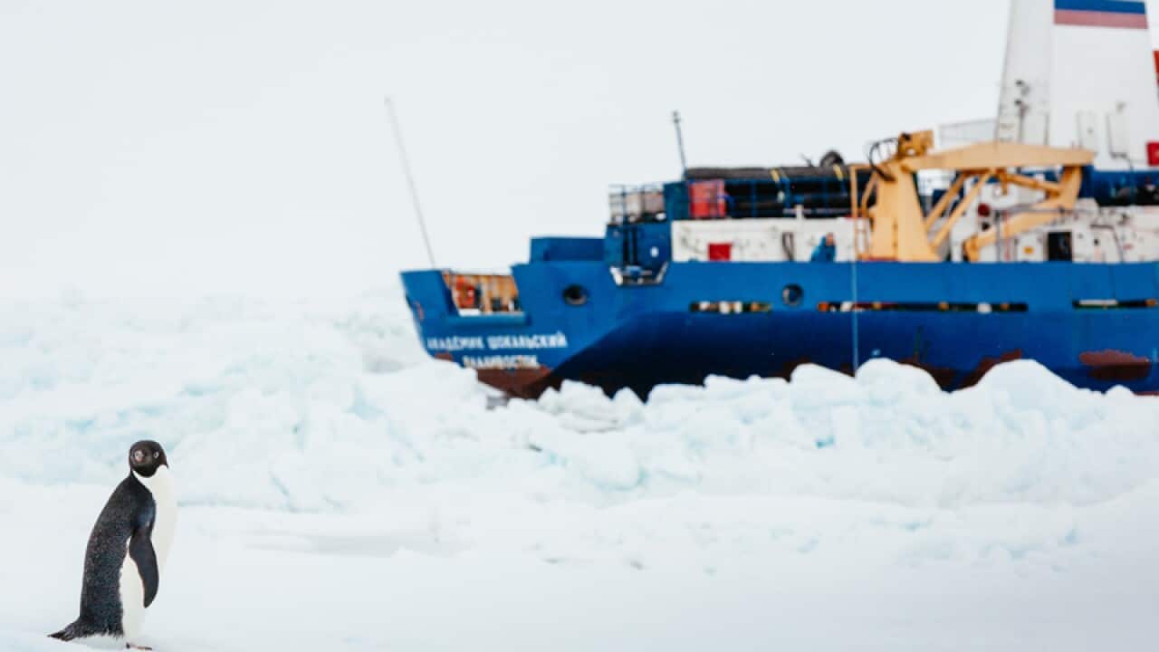 An Adelie penguin near the Akademik Shokalskiy