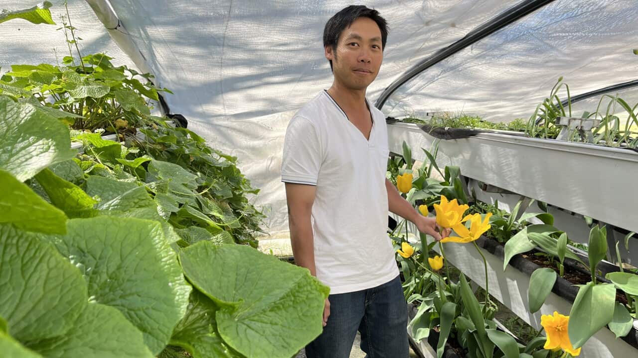 A man stands in between rows of plants at a wasabi farm near Orange, NSW