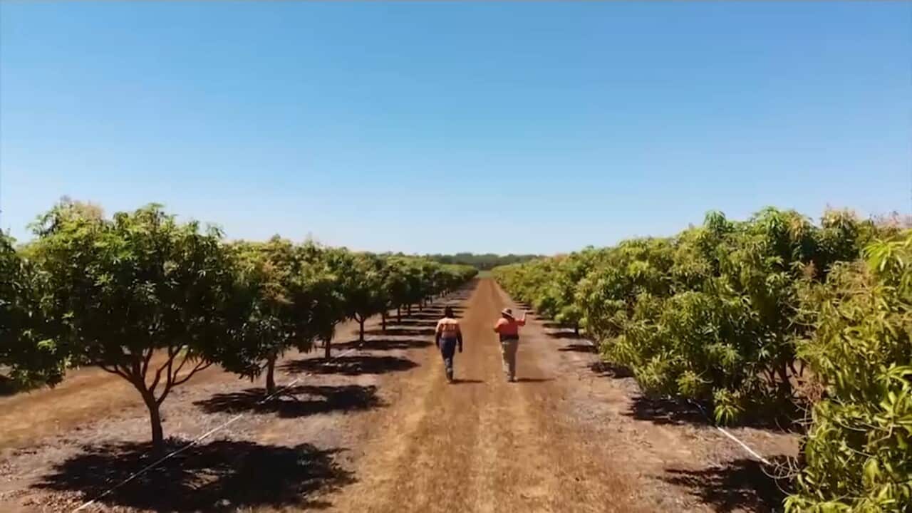 Peterson Mariango and Mark Smith among the mango trees