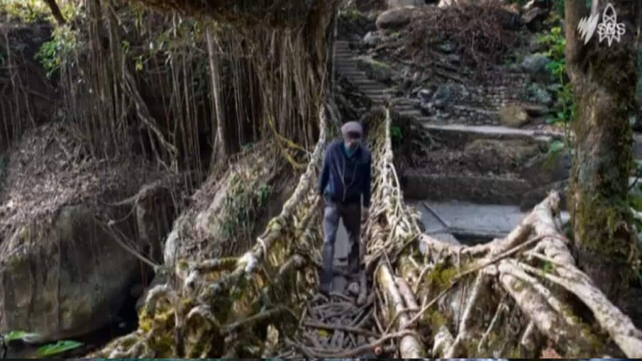 A bridge in the village of Nongriat.