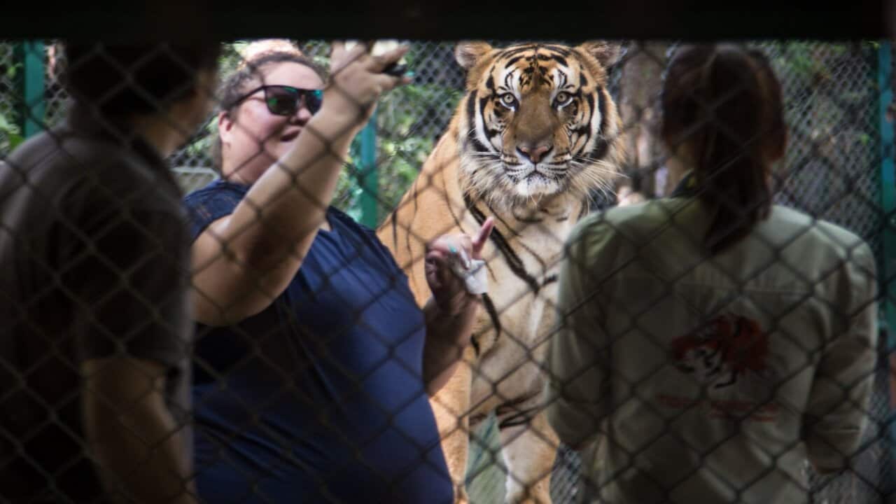 'Tiger Kingdom' in Thailand