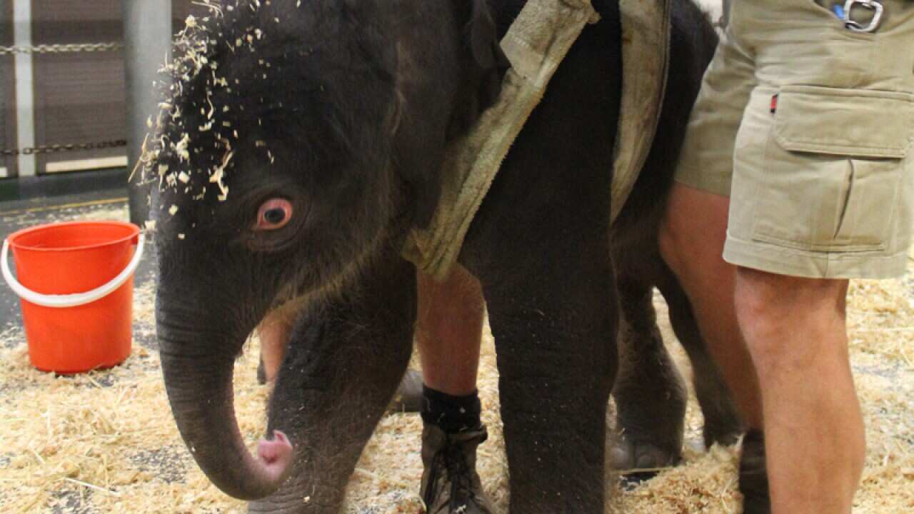 A baby male elephant born to Asian elephant Dokkoon at Melbourne Zoo