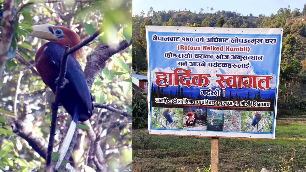 A Rufous-necked hornbill has been seen in Nepal after almost two centuries.