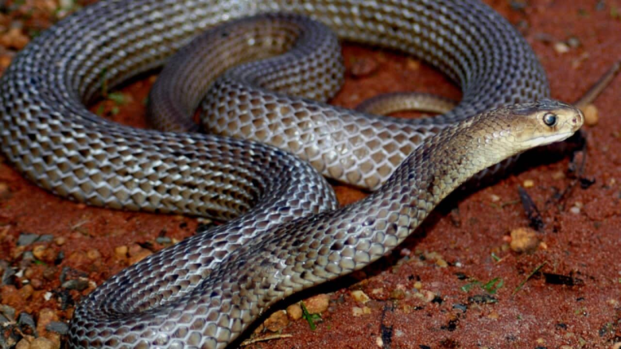 A brown snake