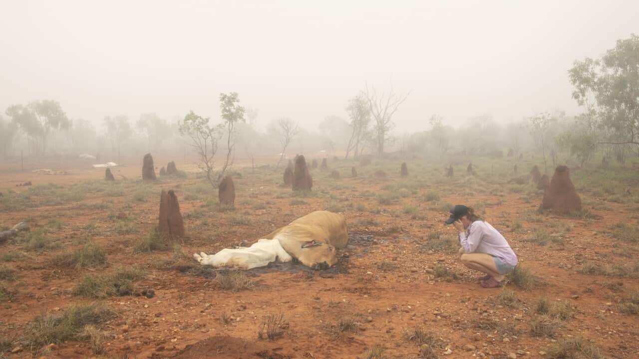 Farmers across north Queensland suffer from the fallout of the flooding