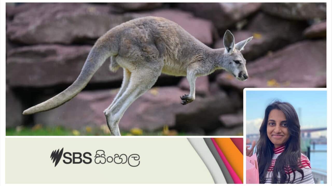 Kangaroo: Amazing facts you didn't know about animals native to Australia - part 5